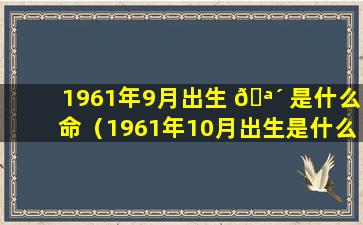 1961年9月出生 🪴 是什么命（1961年10月出生是什么命 🦟 ）